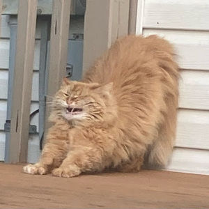 Meet your Posher, Amanda